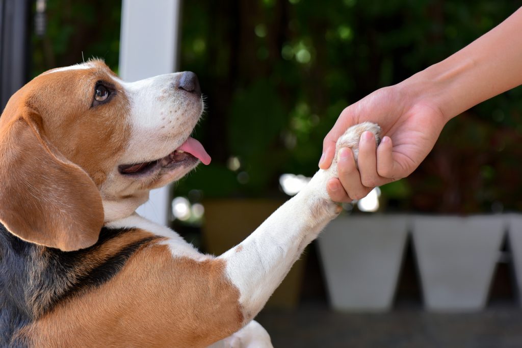 Cachorro saudável devido aos cuidados oferecidos pelo seguro pet.