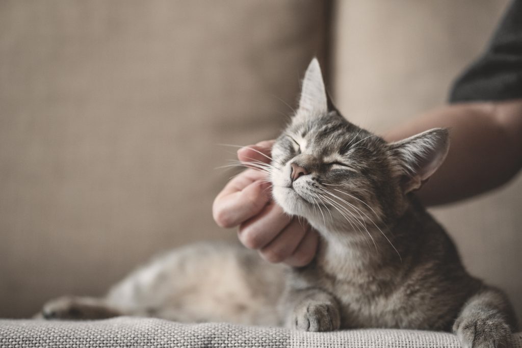 Gatos também podem ser incluídos no seguro pet.